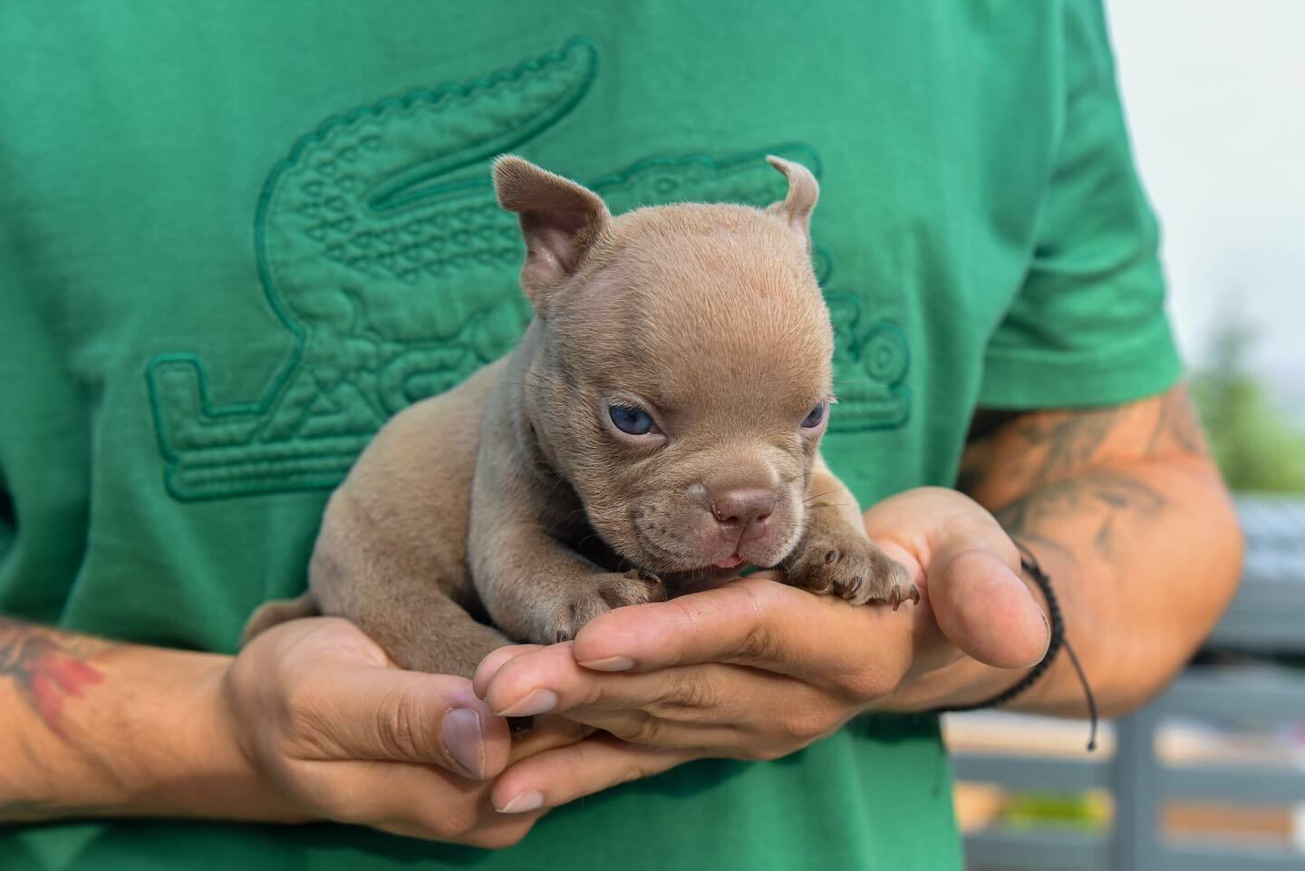 American Pitbull & Bully Puppies for Sale American Pitbull & Bully Puppies for Sale